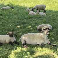 Mudchute Farm and Park - London