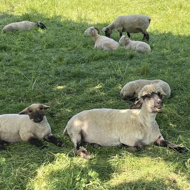 Mudchute Farm and Park - London