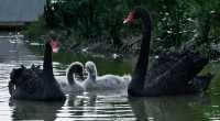Shangrao City | Healing Swan Lake