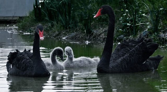Shangrao City | Healing Swan Lake