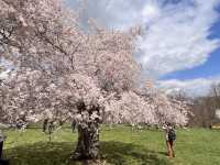 Early spring at the Royal Botanical Gardens in Canada.