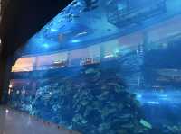 Awe-Inspiring Aquatic Wonderland 🇦🇪