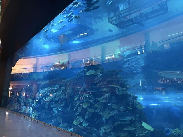 Awe-Inspiring Aquatic Wonderland 🇦🇪