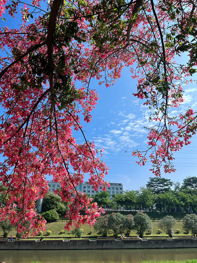 深圳 觀瀾湖異木棉  | 錯過等一年，冬日童話的粉色花海