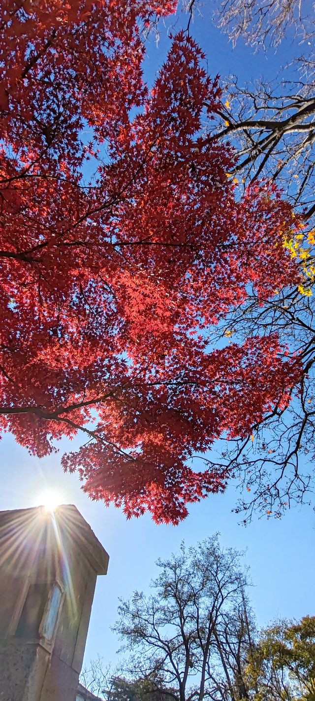 青島八大關異國建築群在色彩斑斕的閃爍下更加奪目迷人 青島八大關異國建築群在色彩斑斕的閃爍下更加奪目迷人