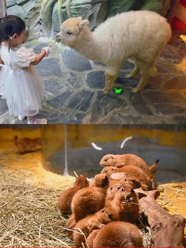 西安市內的溜娃寶藏地，現實版的瘋狂動物城