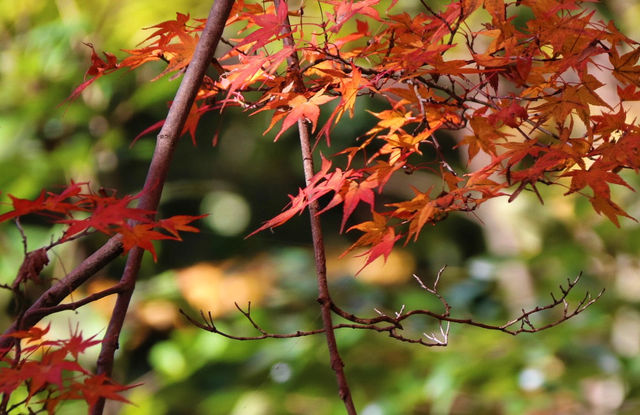 紅葉季必湊熱鬧的清水寺和南禪寺