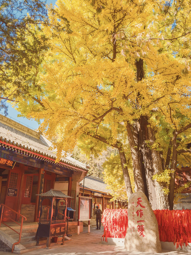 周末快衝！北京秋天的紅螺寺銀杏太美了！