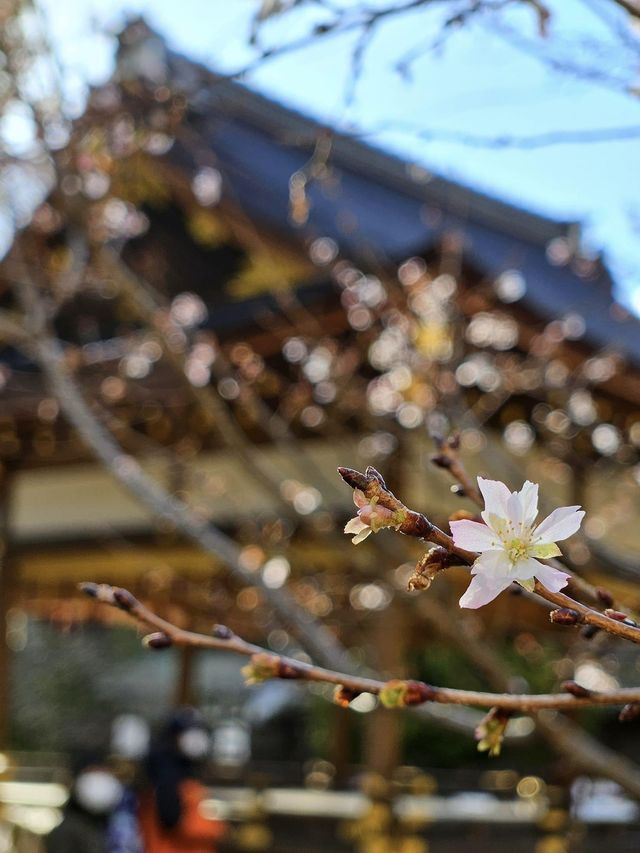 【平野神社·十月櫻·2024】