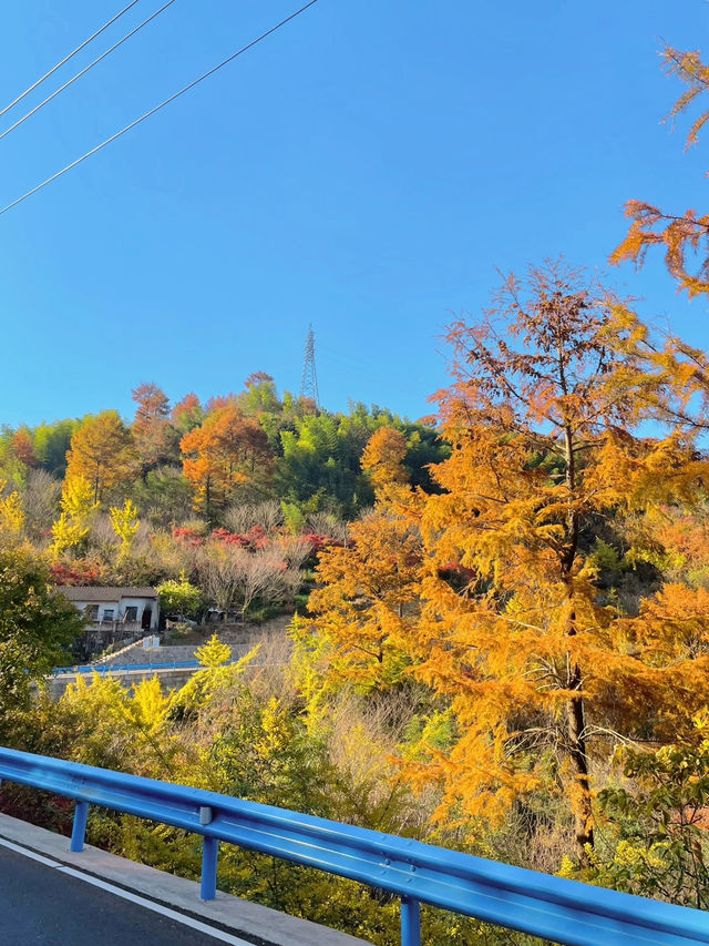 四明山的深秋調色盤|||山，水，樹，人文融為一體的古村落