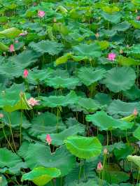 上海賞荷 | 世紀公園，風荷橋正時宜