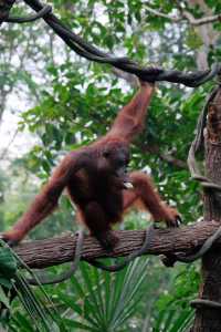 來新加坡不去逛動物園我會很傷心的