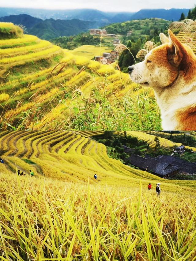 寶藏神仙桂林旅遊攻略獨家解密，小白必備