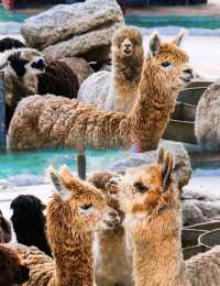 西霞口神雕山野生動物園遊玩攻略