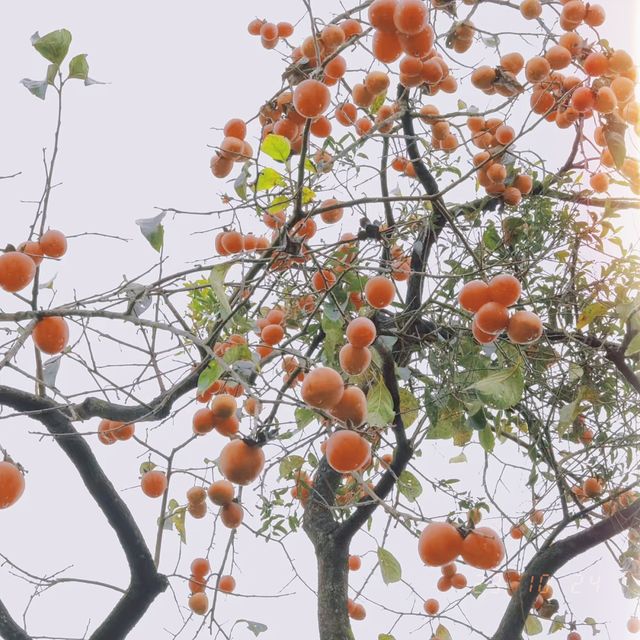 桂峰村，萬柿順意～