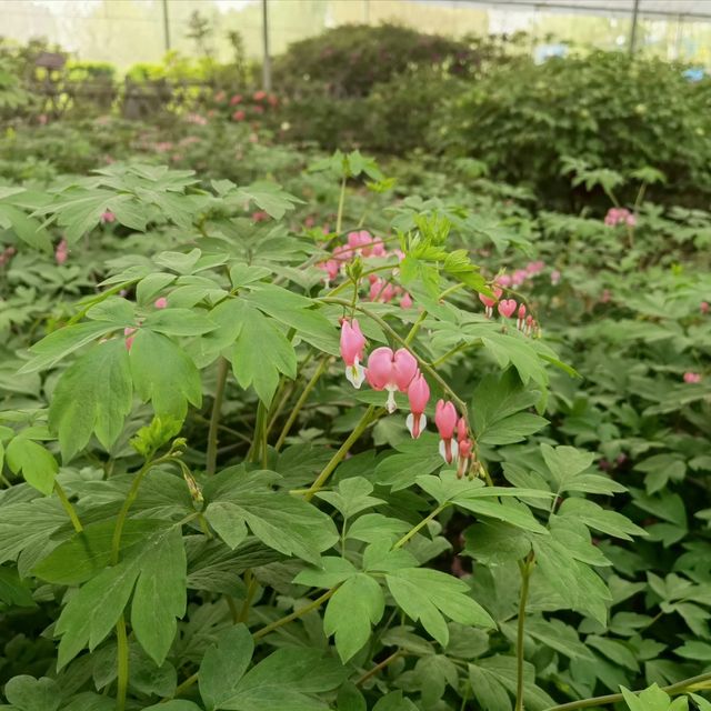 國色天香漢牡丹 花開邢台柏鄉縣