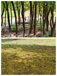 南京週末遊，解鎖浦口象山湖公園