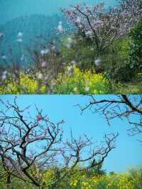 幸福古村攜帶著油菜花來啦，三月桃李還會遠嗎