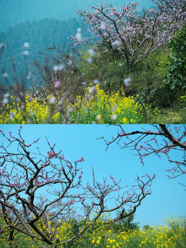 幸福古村攜帶著油菜花來啦，三月桃李還會遠嗎