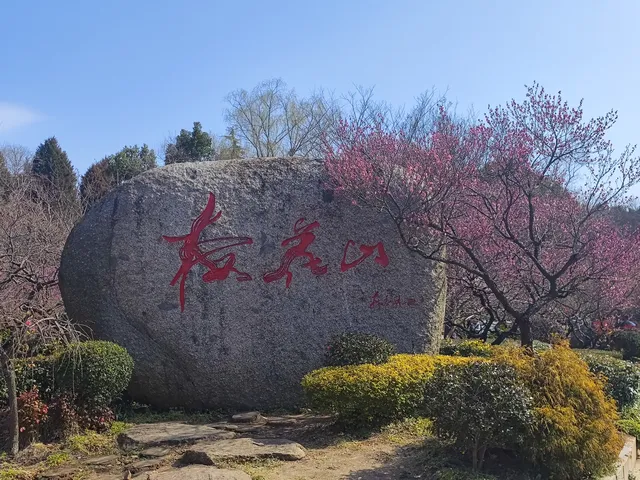 總要來趟南京看看梅花吧