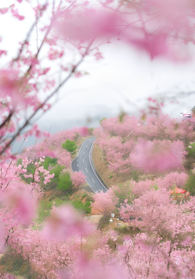 潮汕周邊二三月櫻花||梅州陰那山靈光寺