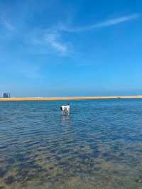 觀海聽濤、沐浴沙灘—萊州黃金海岸生態旅遊度假區