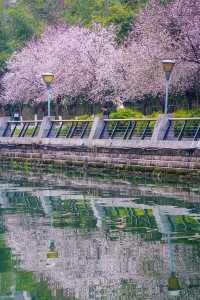 地鐵直達東湖公園的紫葉李真的都開好了！