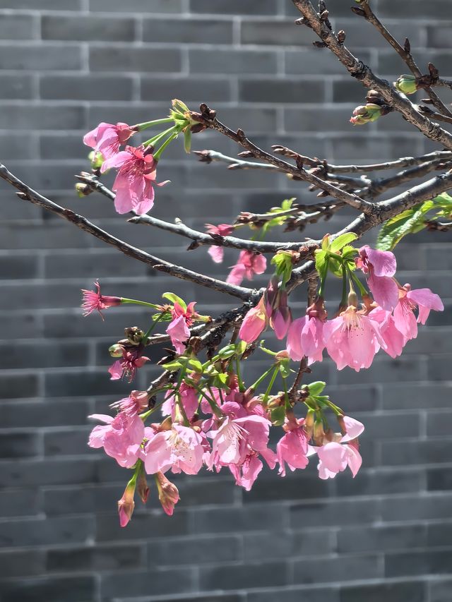 漢風古韻櫻花節：寶墨園/南粤苑的雙園聯遊