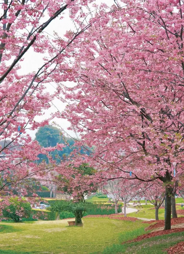 봄의 로맨틱 | 청두 벚꽃 천장