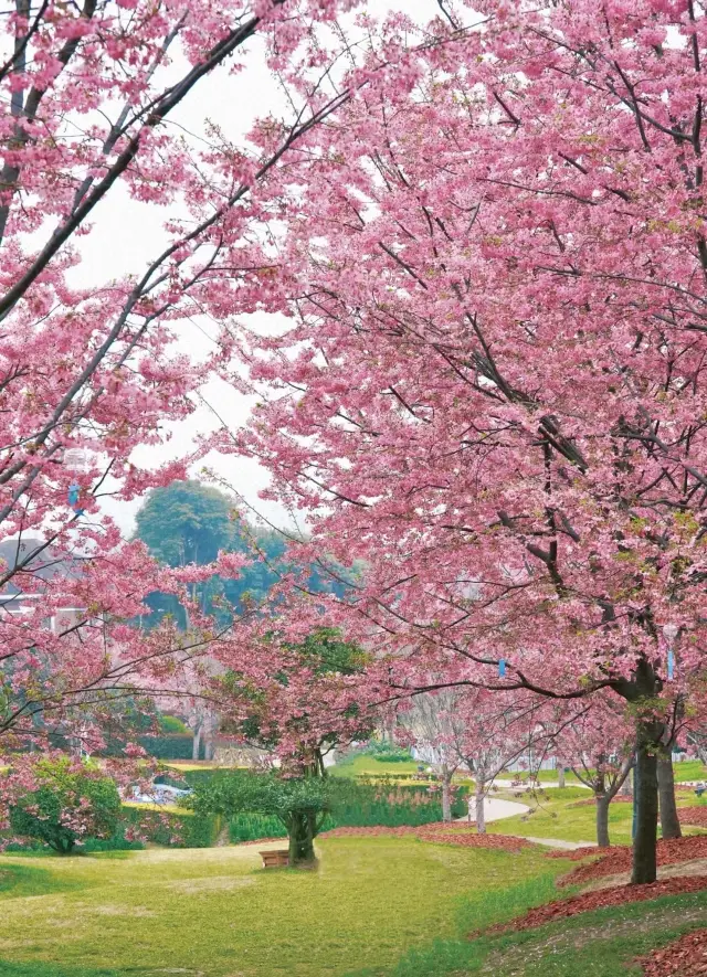 The Romance of Spring | Chengdu's Cherry Blossom Ceiling