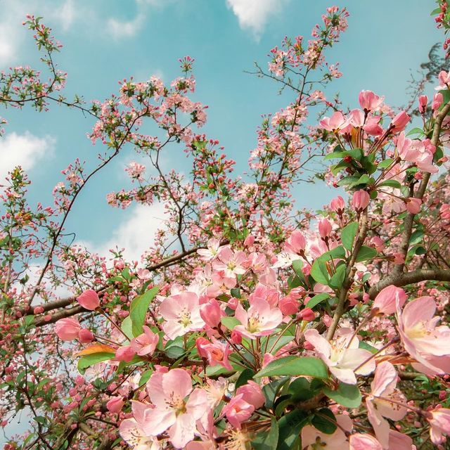 成都植物園|粉色垂絲海盛開