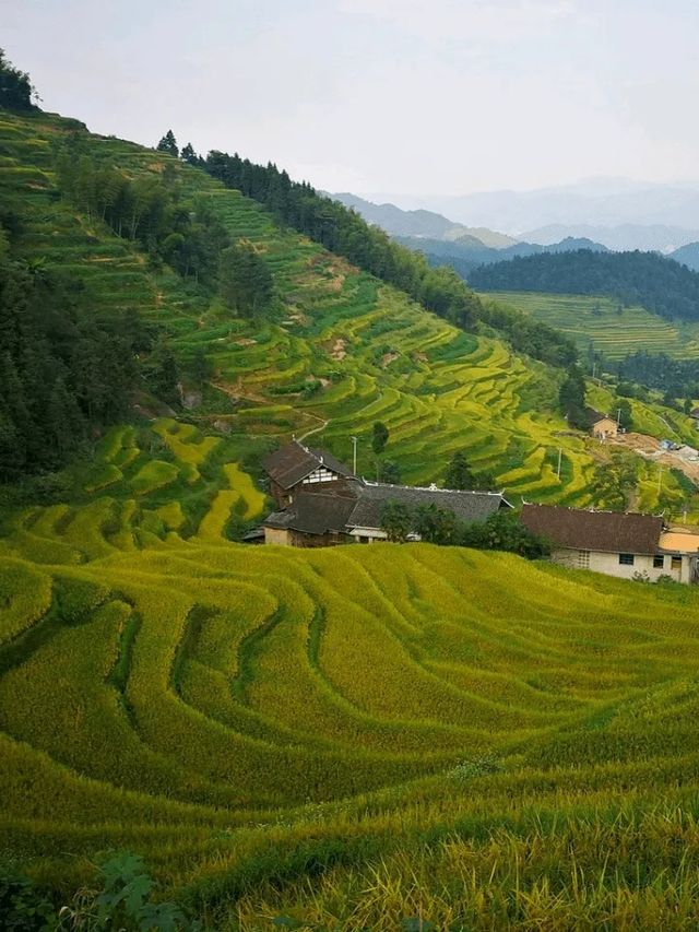 美麗紫雀界