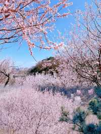 京都賞花園博園中絕美桃花谷驚艷整個春天