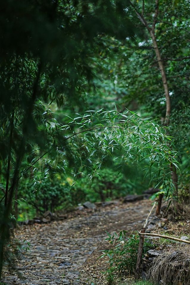 大連小眾露營地隱世深山裡的竹林野仙蹤