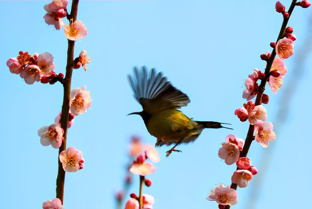 屈原故里賞梅花