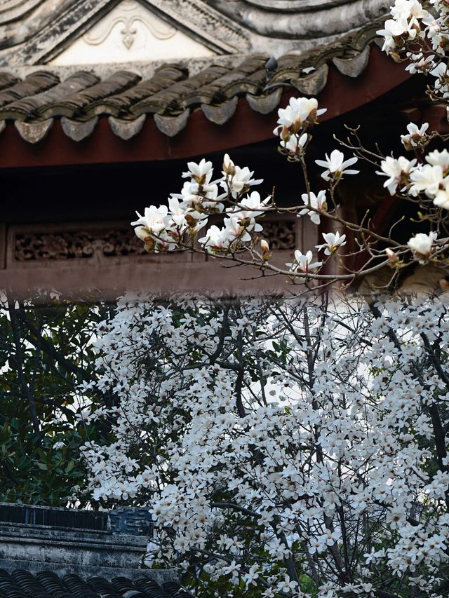 南京|這幾天的瞻園，滿園春色根本關不住