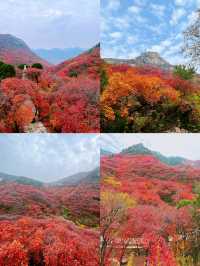 看萬山紅遍，層林盡染