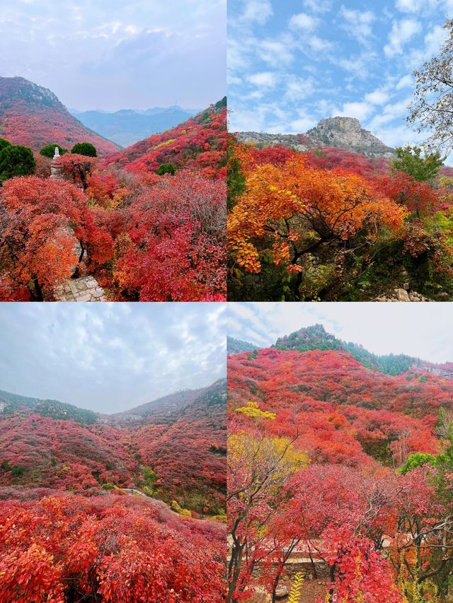 看萬山紅遍，層林盡染