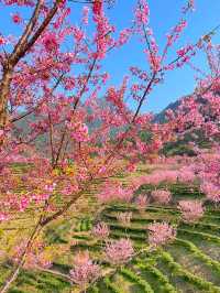 不用去雲南|茶樹櫻花就在梅州！