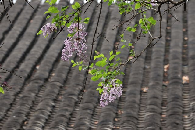 怡園的優雅貓與香氣襲人的丁香花