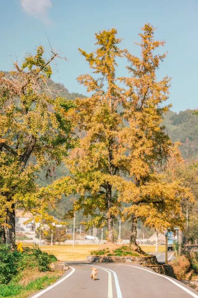 The Yang Family Village is arguably the pinnacle of the ginkgo world