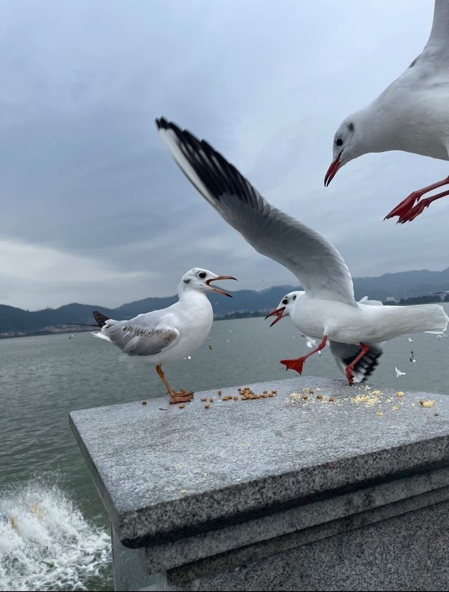 一份不走回頭路的昆明滇池攻略！