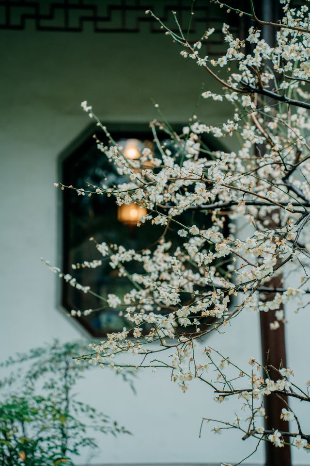 可園不僅有紅梅陰雨天的白梅也很有氛圍