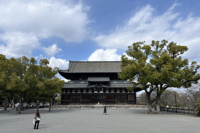 京都東寺也是賞櫻名所之一