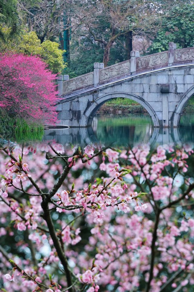 春日的杭州浪漫成畫，一起共赴這場粉色浪漫