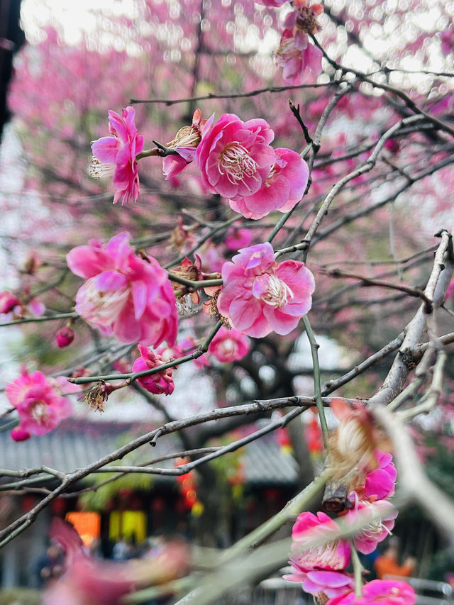 千年古寺，百年古梅火出圈