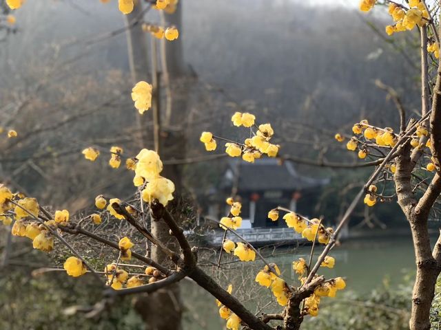 好景長往--鎮江南山風景區