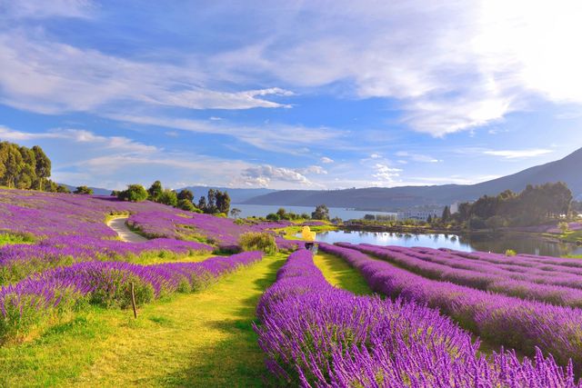 10月雲南昆明浪漫雲端花海油畫莫奈花園