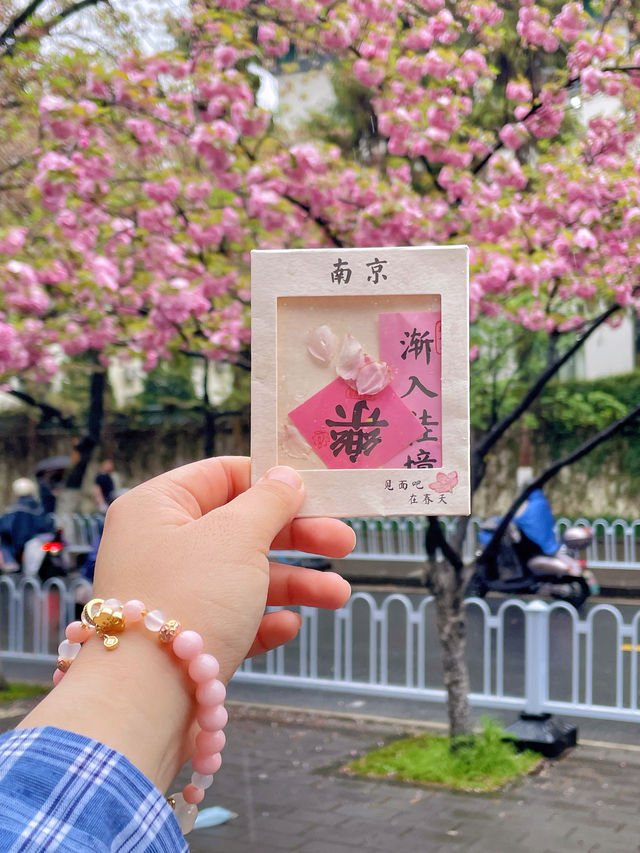最新實拍！南京頂流雞鳴寺的櫻花盛開~