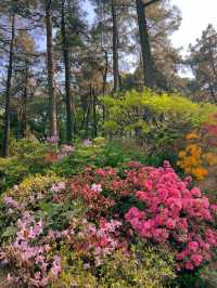 杭州有自己的莫奈花園 漫山杜鵑